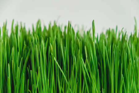 Fresh green grass on a white background. Copy, empty space for text.の写真素材