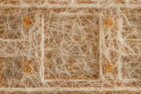 Roots of germinated grass in a transparent plastic container as a background texture. Copy, empty space for text.の写真素材