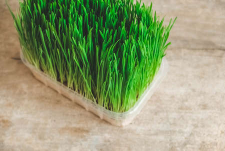 Fresh green grass in a transparent plastic container on a rustic wooden background. Top view. Copy, empty space for text.の写真素材