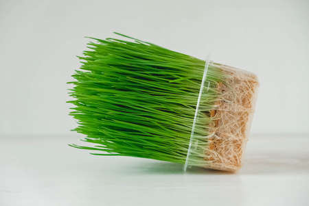 Grass sprouts in a transparent plastic container on a white background. Copy, empty space for text.の写真素材