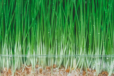 Fresh green grass planted in a transparent plastic container with roots as a background texture. Copy, empty space for text.の写真素材