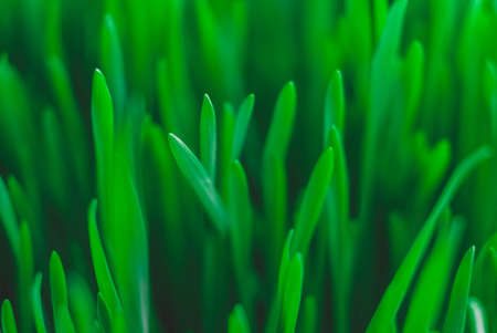 Fresh green grass as background texture. Copy, empty space for text.の写真素材