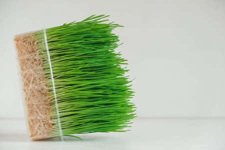 Grass sprouts in a transparent plastic container on a white background. Copy, empty space for text.の写真素材