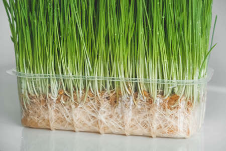 Grass sprouts in a transparent plastic container on a white background. Copy, empty space for text.の写真素材