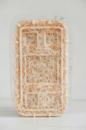 Roots of germinated grass in a transparent plastic container on a white background. Copy, empty space for text.の写真素材