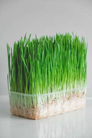 Grass sprouts in a transparent plastic container on a white background. Copy, empty space for text.の写真素材