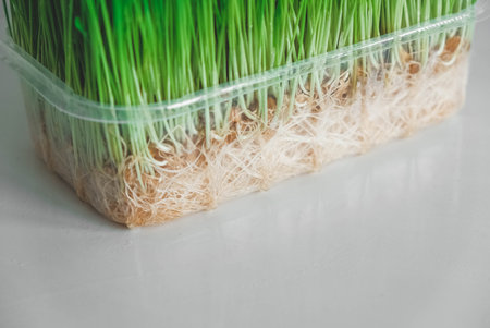 Grass sprouts in a transparent plastic container on a white background. Copy, empty space for text.の写真素材