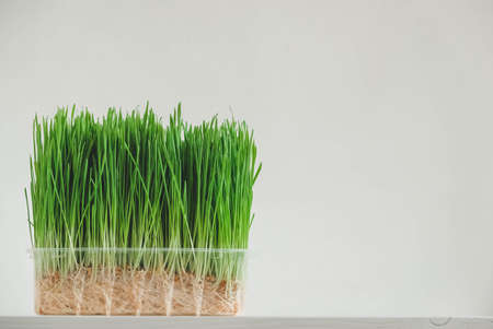 Grass sprouts in a transparent plastic container on a white background. Copy, empty space for text.の写真素材