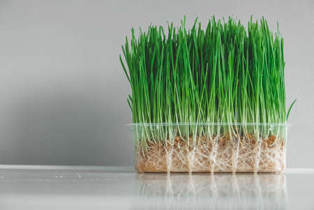 Grass sprouts in a transparent plastic container on a white background. Copy, empty space for text.の写真素材