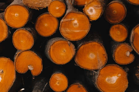 Pile of freshly cut firewood, the ends of logs as a background texture. Copy, empty space for text.の写真素材