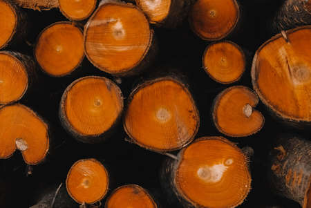 Pile of freshly cut firewood, the ends of logs as a background texture. Copy, empty space for text.の写真素材