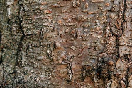 Tree bark as a background texture. Copy, empty space for text.の写真素材