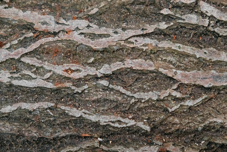 Tree bark as a background texture. Copy, empty space for text.