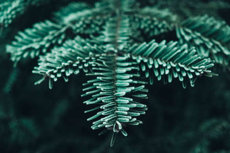 Frozen Christmas trees. Green pine branches are covered with hoarfrost. Winter and Christmas background. Copy, empty space for text.の写真素材