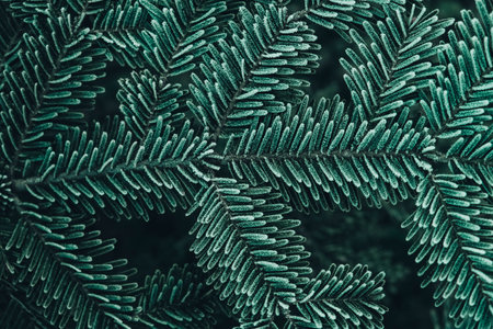 Frozen Christmas trees. Green pine branches are covered with hoarfrost. Winter and Christmas background. Top view. Copy, empty space for text.の写真素材