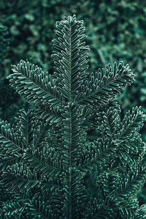 Frozen Christmas trees. Green pine branches are covered with hoarfrost. Winter and Christmas background. Top view. Copy, empty space for text.の写真素材