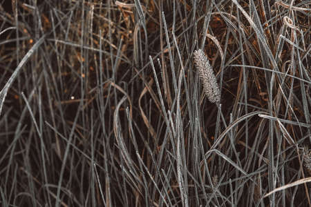Frozen dry grass as a background texture image. The grass is covered with hoarfrost. Top view. Copy, empty space for text.の写真素材