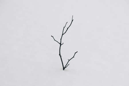 Lonely dry branch on a background of white snow. Minimal concept. Copy, empty space for text.の写真素材