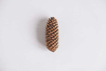 One pine cone on a white background. Top view. Copy, empty space for text.の写真素材