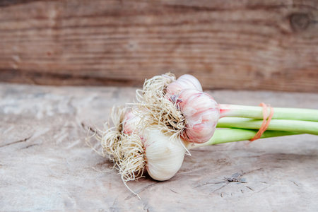 Organic young garlic on wooden board with copy space, rustic style.の写真素材
