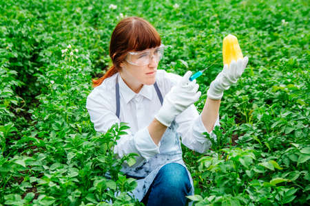 Scientist biologist in a lab coat and protective gloves introduces a blue liquid into the vegetables, yellow fresh bell pepper, against the background of green plants. Genetic breeding of vegetables.の写真素材