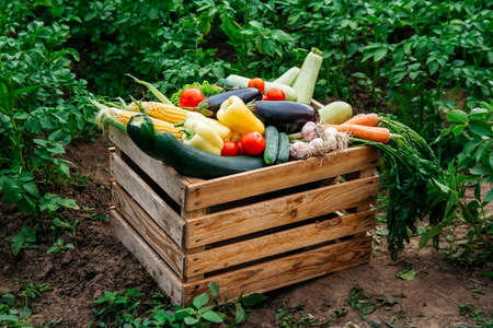 Fresh organic vegetables in a wooden box on the background of a vegetable garden. Concept of biological, bio products, bio ecology, grown by yourself, vegetarians.の写真素材