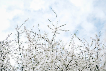 Flowering trees with white flowers in garden on sky background.の写真素材