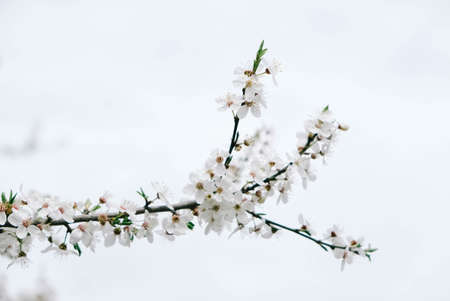 Flowering trees with white flowers in garden on sky background.の写真素材