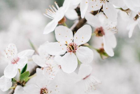 Flowering trees with white flowers in garden.の写真素材