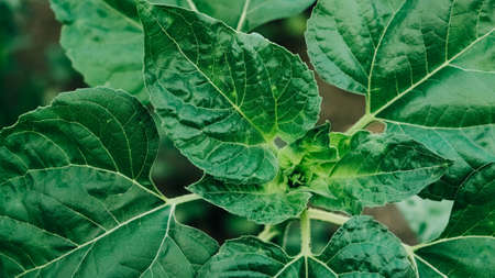 Green leaves of a young sunflower with attractive greenish pigment.の写真素材