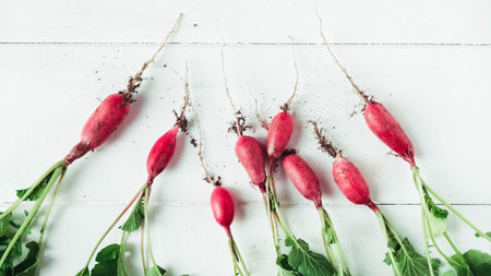 Fresh bunch of radishes on a white wooden background.の写真素材