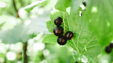 Blackcurrant on a bush with green leaves on a branch in a garden.の写真素材