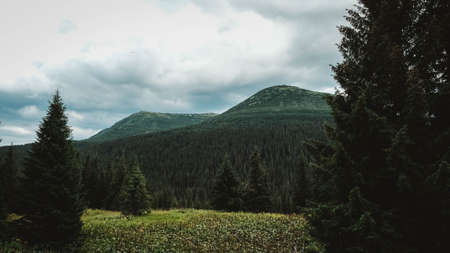 Green mountains of Carpathians in the middle of forest against background of a dramatic sky.の写真素材