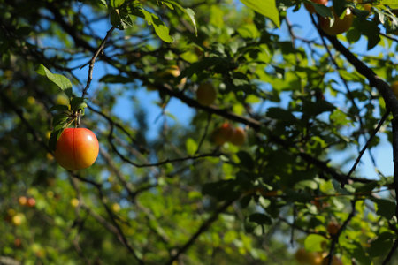 yellow plum hanging down tree from the tree on the left on a background of leaves and blue sky