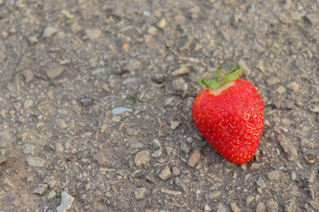 lonely red strawberry on asphalt backgroundの写真素材