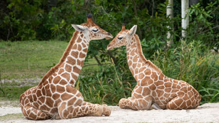giraffes. two giraffes. giraffe childrenの写真素材