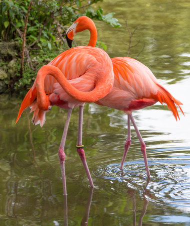 Flamingo. Pink flamingo. Wild birdのeditorial素材