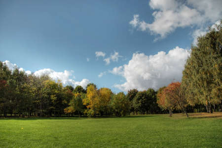 Trees and forest landscape. Nature background.の写真素材