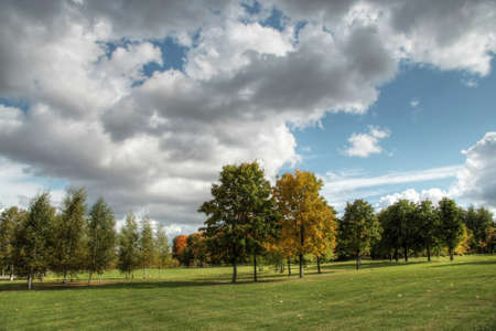 Trees and forest landscape. Nature background.の写真素材