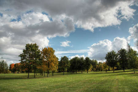 Trees and forest landscape. Nature background.の写真素材