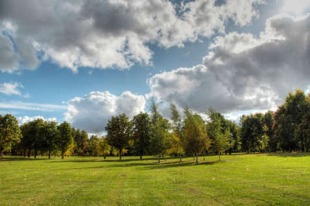 Trees and forest landscape. Nature background.の写真素材