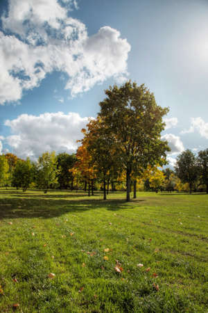 Trees and forest landscape. Nature background.の写真素材