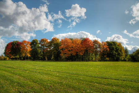 Trees and forest landscape. Nature background.の写真素材