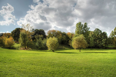 Trees and forest landscape. Nature background.の写真素材