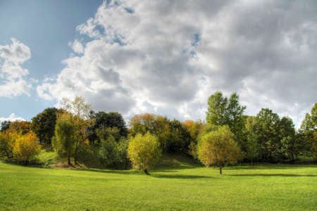 Trees and forest landscape. Nature background.の写真素材