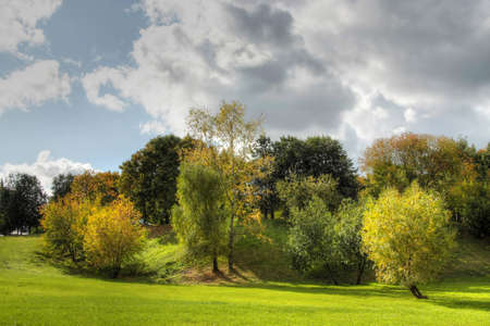 Trees and forest landscape. Nature background.の写真素材