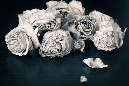 Faded roses on a wooden table close up. Black and whiteの写真素材