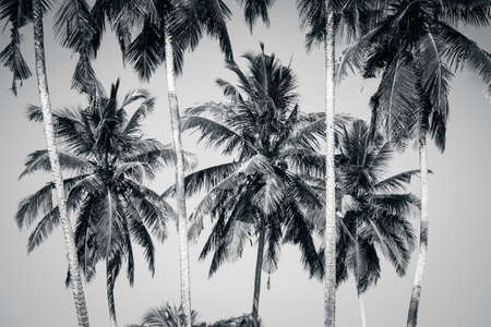 Coconut palm trees. Black and whiteの写真素材