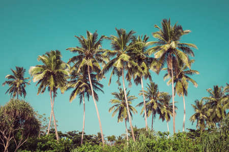 Coconut palm trees and mangrove in tropics as a background. Toned effectの写真素材