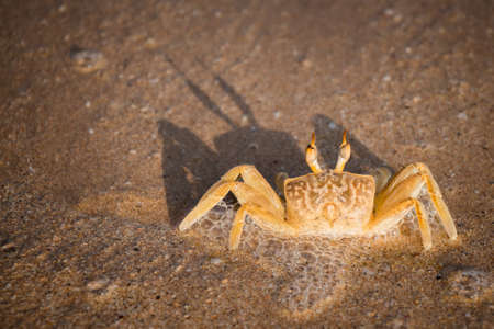 Crab and its shadow on wet sand close upの写真素材